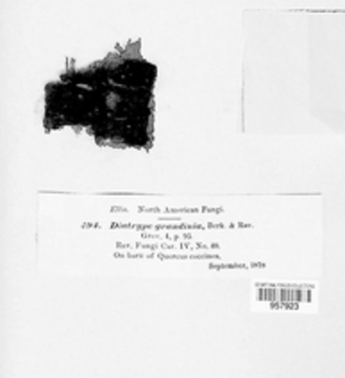 Loculohypoxylon image